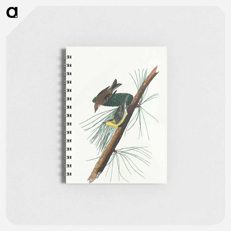 アートメモ帳-Pine Creeping Warbler from Birds of America
 - アメリカの鳥たち Memo.