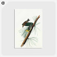 アートポストカード-Pine Creeping Warbler from Birds of America
 - アメリカの鳥たち Postcard.
