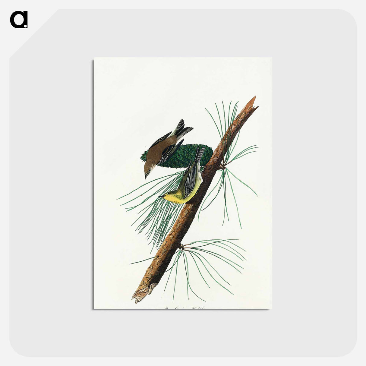 アートポストカード-Pine Creeping Warbler from Birds of America
 - アメリカの鳥たち Postcard.