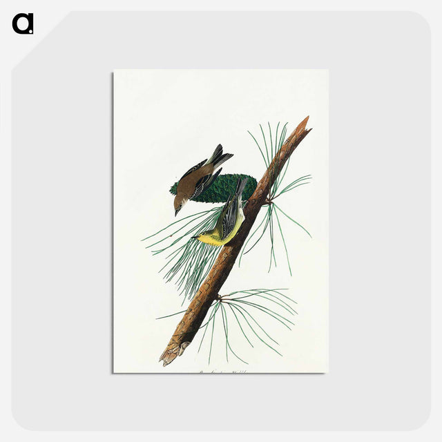 アートポストカード-Pine Creeping Warbler from Birds of America
 - アメリカの鳥たち Postcard.