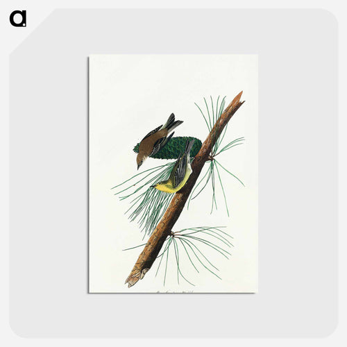 Pine Creeping Warbler from Birds of America
 - アメリカの鳥たち Postcard.