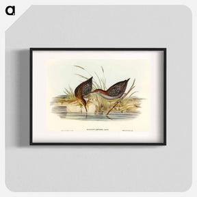 アートポスター-Lewin's Water Rail
 - オーストラリアの鳥 Poster.