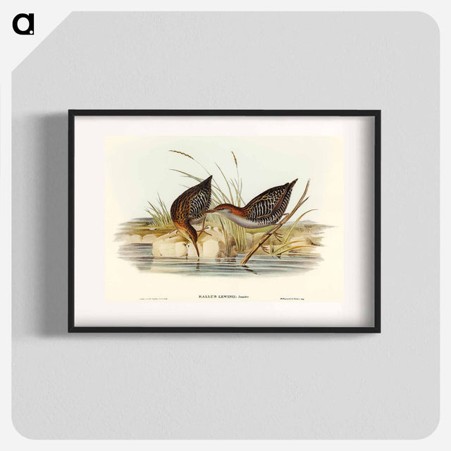 アートポスター-Lewin's Water Rail
 - オーストラリアの鳥 Poster.