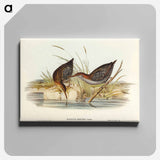 アートパネル-Lewin's Water Rail
 - オーストラリアの鳥 Canvas.