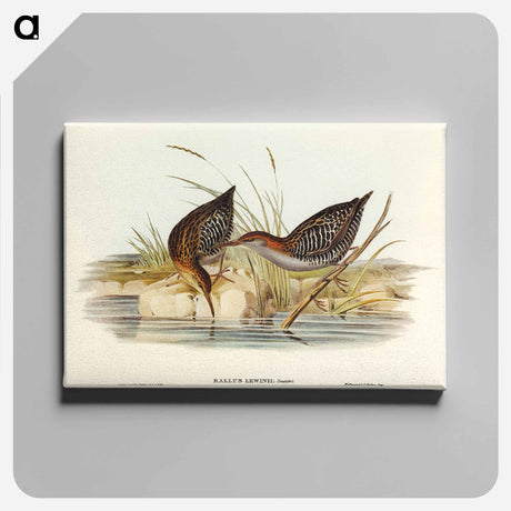 アートパネル-Lewin's Water Rail
 - オーストラリアの鳥 Canvas.