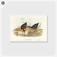 アートポストカード-Lewin's Water Rail
 - オーストラリアの鳥 Postcard.