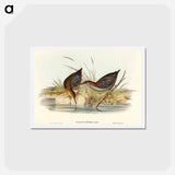 アートポストカード-Lewin's Water Rail
 - オーストラリアの鳥 Postcard.