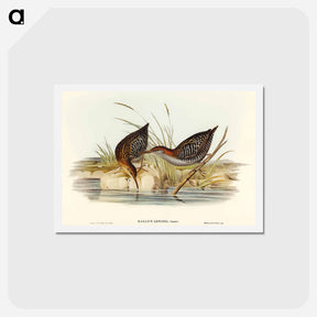 アートポストカード-Lewin's Water Rail
 - オーストラリアの鳥 Postcard.
