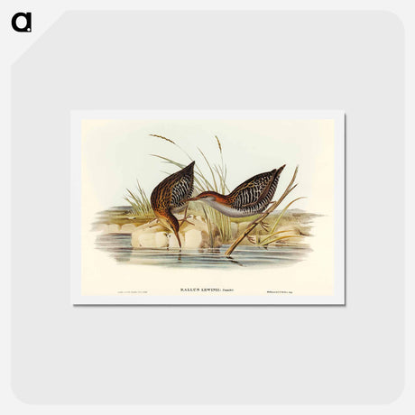 アートポストカード-Lewin's Water Rail
 - オーストラリアの鳥 Postcard.