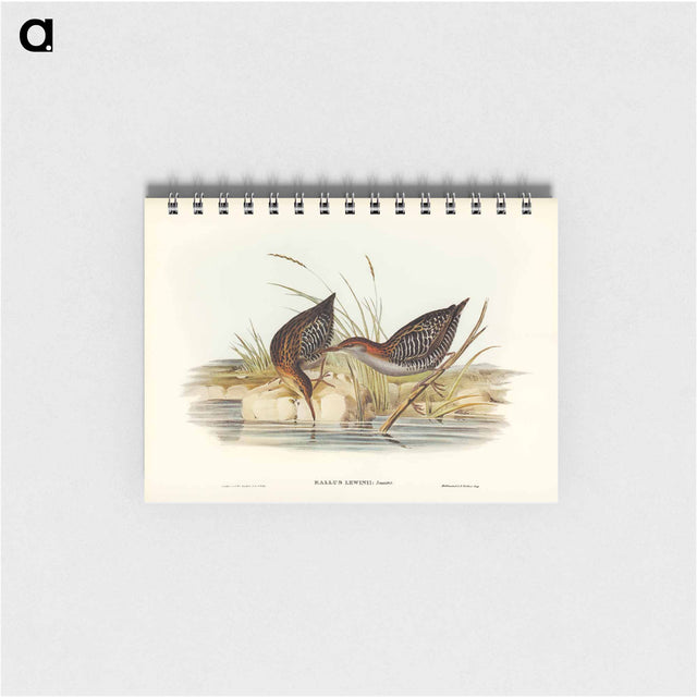 アートメモ帳-Lewin's Water Rail
 - オーストラリアの鳥 Memo.
