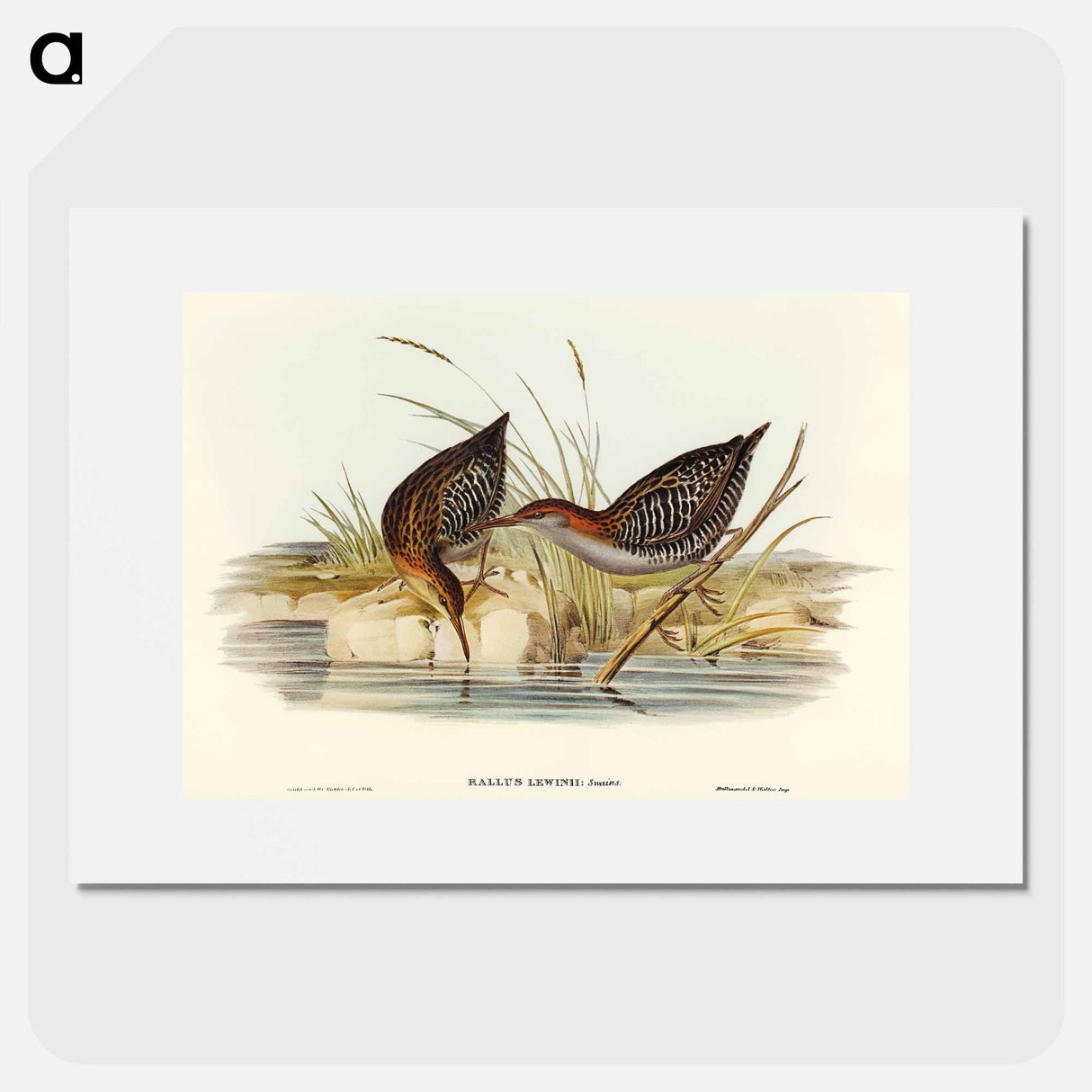 アートポスター-Lewin's Water Rail
 - オーストラリアの鳥 Poster.