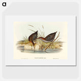 アートポスター-Lewin's Water Rail
 - オーストラリアの鳥 Poster.