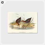 アートポストカード-Lewin's Water Rail
 - オーストラリアの鳥 Postcard.