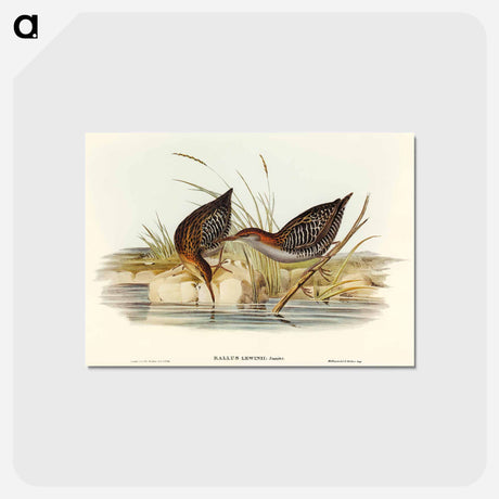 アートポストカード-Lewin's Water Rail
 - オーストラリアの鳥 Postcard.