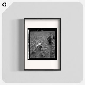 アートポスター-White sharecropper and wage laborer priming tobacco early in the morning. Granville County, North Carolina. Sourced from the Library of Congress. - ドロテア ラング Poster.