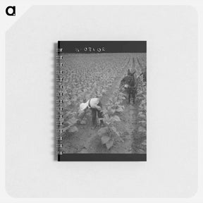 アートメモ帳-White sharecropper and wage laborer priming tobacco early in the morning. Granville County, North Carolina. Sourced from the Library of Congress. - ドロテア ラング Memo.