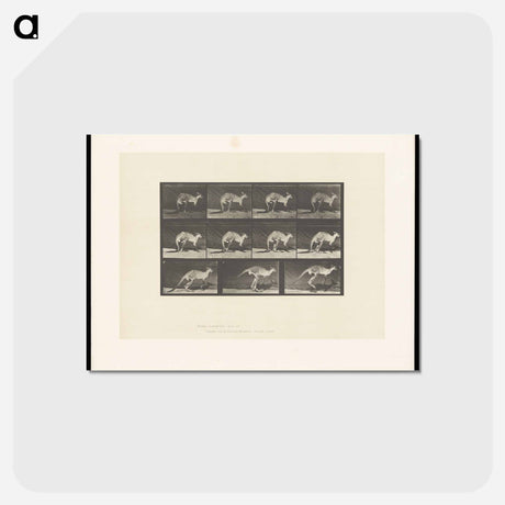 アートポストカード-Kangaroo in Motion
 - エドワード マイブリッジ Postcard.