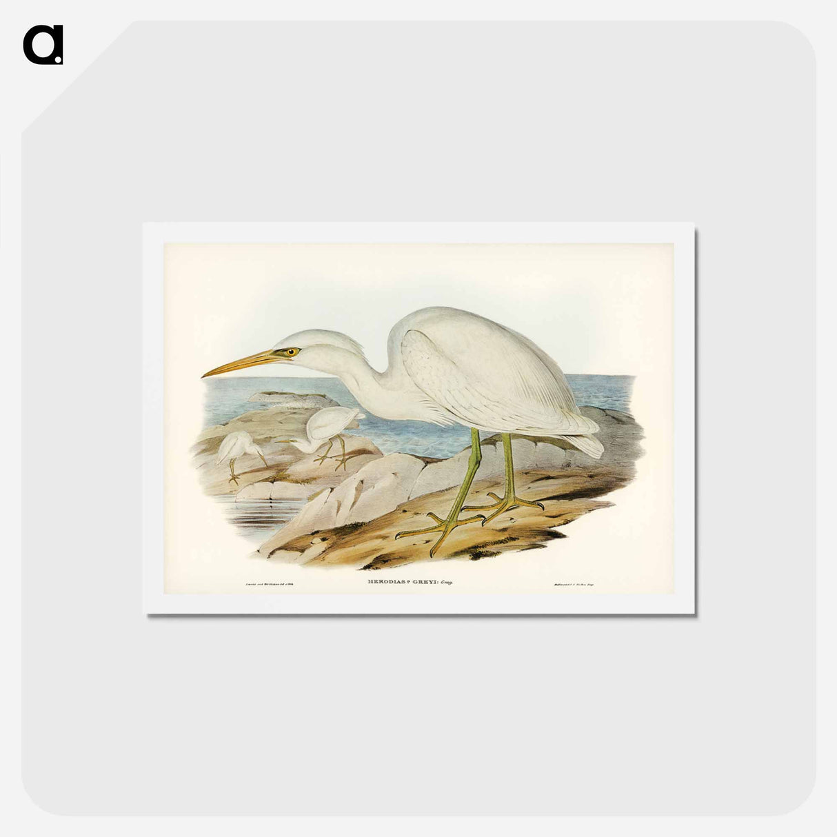 アートポストカード-White Reef Heron
 - ジョン グールド Postcard.