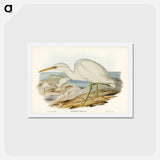 アートポストカード-White Reef Heron
 - ジョン グールド Postcard.