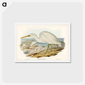 アートポストカード-White Reef Heron
 - ジョン グールド Postcard.