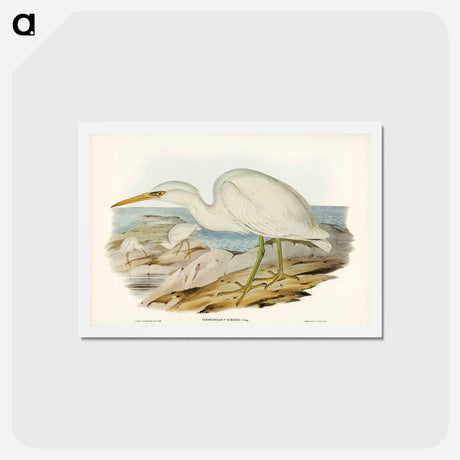 アートポストカード-White Reef Heron
 - ジョン グールド Postcard.