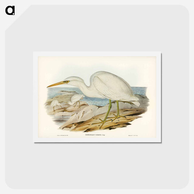 アートポストカード-White Reef Heron
 - ジョン グールド Postcard.