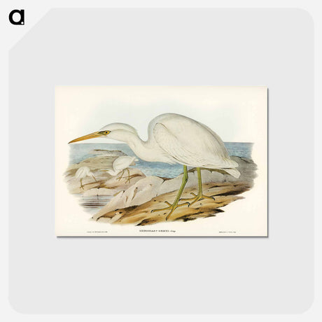 アートポストカード-White Reef Heron
 - ジョン グールド Postcard.