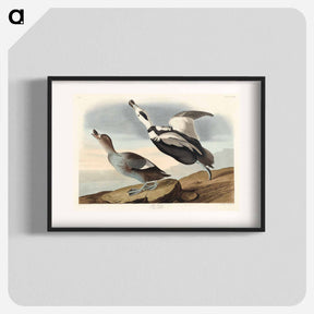 アートポスター-Pied Duck
 - ジョン ジェームス オーデュボン Poster.
