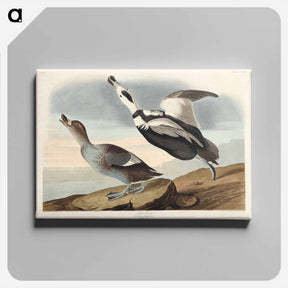 アートパネル-Pied Duck
 - ジョン ジェームス オーデュボン Canvas.