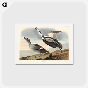 アートポストカード-Pied Duck
 - ジョン ジェームス オーデュボン Postcard.