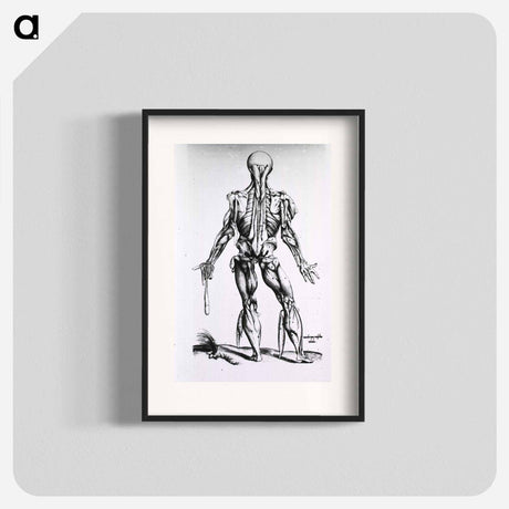 アートポスター-Muscles and Bones of the Human Body
 - 国立医学図書館 Poster.