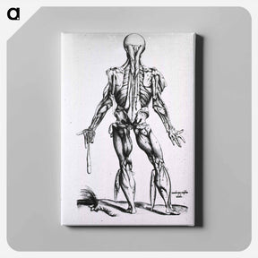 アートパネル-Muscles and Bones of the Human Body
 - 国立医学図書館 Canvas.
