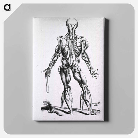 アートパネル-Muscles and Bones of the Human Body
 - 国立医学図書館 Canvas.