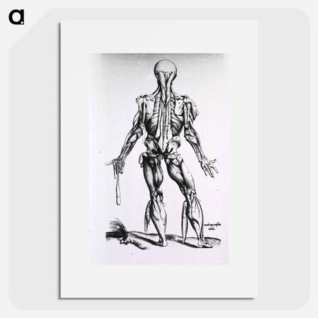アートポスター-Muscles and Bones of the Human Body
 - 国立医学図書館 Poster.