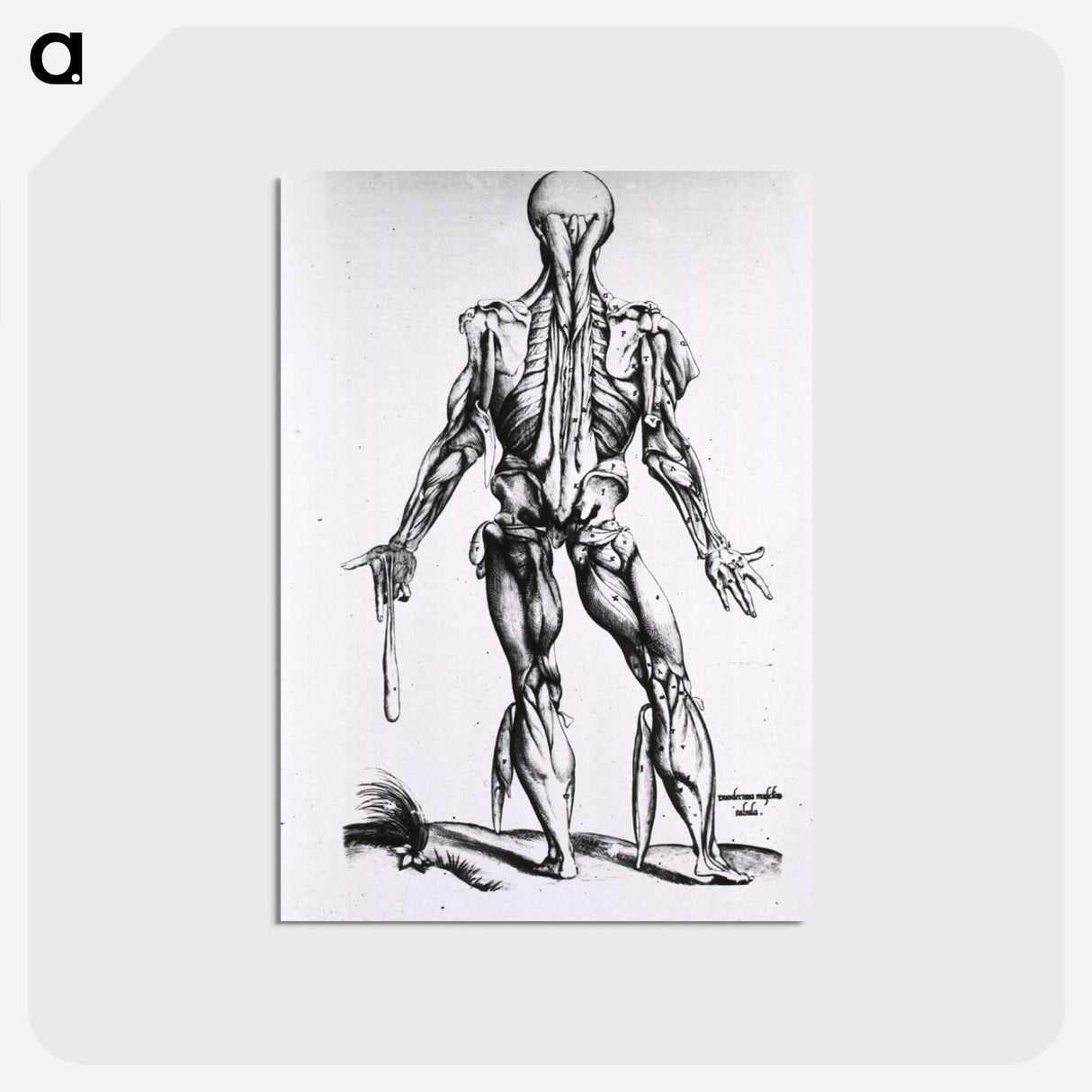 アートポストカード-Muscles and Bones of the Human Body
 - 国立医学図書館 Postcard.