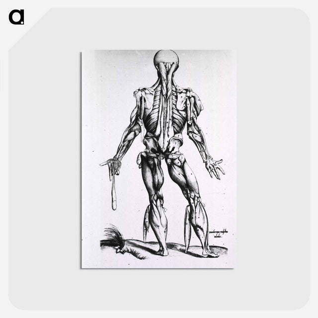 アートポストカード-Muscles and Bones of the Human Body
 - 国立医学図書館 Postcard.