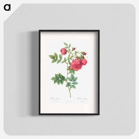 アートポスター-Turnip Roses - ピエール ジョゼフ ルドゥーテ Poster.
