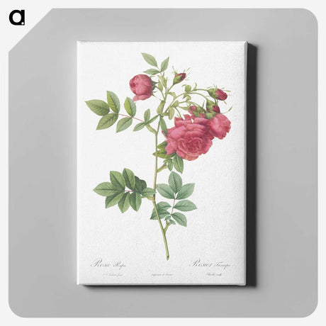 5-31_Pierre-Joseph-Redoute_canvas