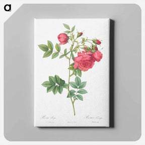 アートパネル-Turnip Roses - ピエール ジョゼフ ルドゥーテ Canvas.