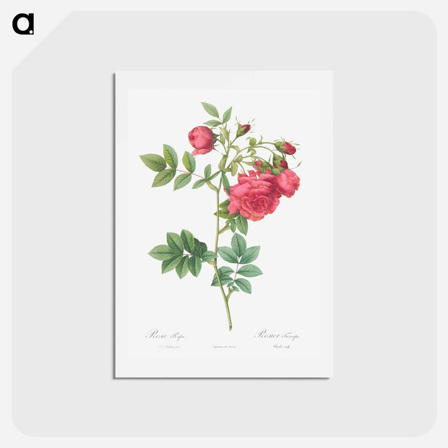 アートポストカード-Turnip Roses - ピエール ジョゼフ ルドゥーテ Postcard.