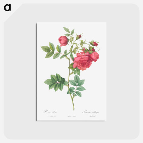 アートポストカード-Turnip Roses - ピエール ジョゼフ ルドゥーテ Postcard.