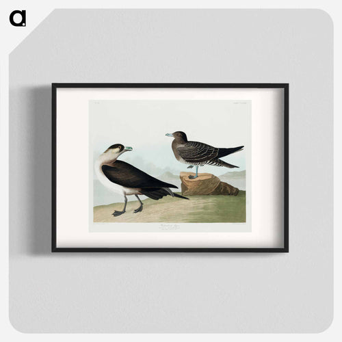 Richardson's Jager from Birds of America
 - アメリカの鳥たち Poster.