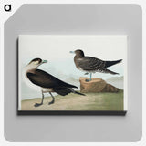 アートパネル-Richardson's Jager from Birds of America
 - アメリカの鳥たち Canvas.