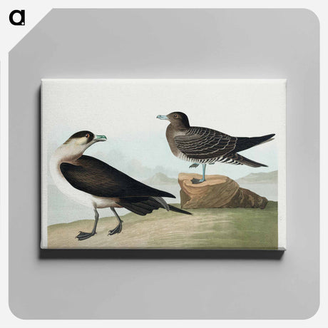 アートパネル-Richardson's Jager from Birds of America
 - アメリカの鳥たち Canvas.