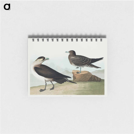 アートメモ帳-Richardson's Jager from Birds of America
 - アメリカの鳥たち Memo.
