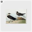 アートポストカード-Richardson's Jager from Birds of America
 - アメリカの鳥たち Postcard.