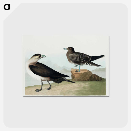 Richardson's Jager from Birds of America
 - アメリカの鳥たち Postcard.