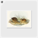 アートポストカード-Van Diemen's Land Partridge
 - オーストラリアの鳥 Postcard.