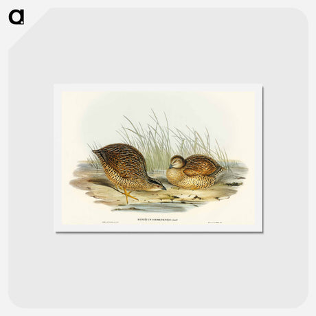 アートポストカード-Van Diemen's Land Partridge
 - オーストラリアの鳥 Postcard.