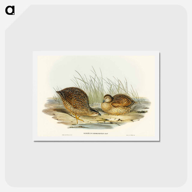 アートポストカード-Van Diemen's Land Partridge
 - オーストラリアの鳥 Postcard.
